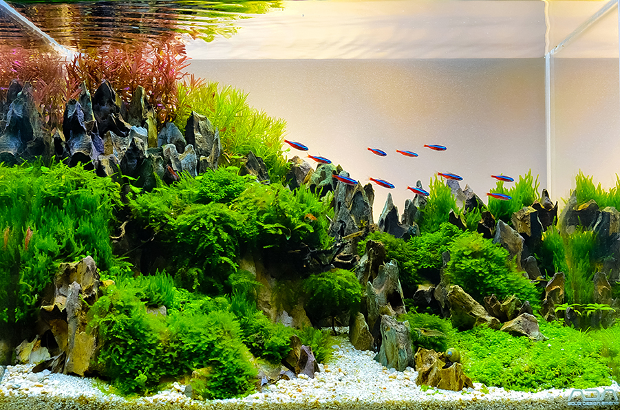 Understanding Aquascaping