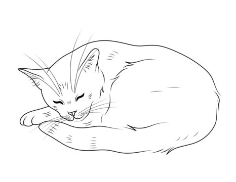 How to draw Cat drawing in 2023