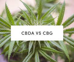 CBDA Vs. CBD – What Are the Differences?