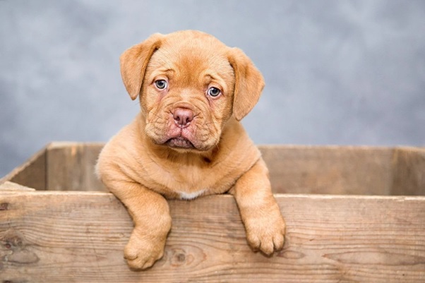 Most Clever and Adorable Dog Breeds