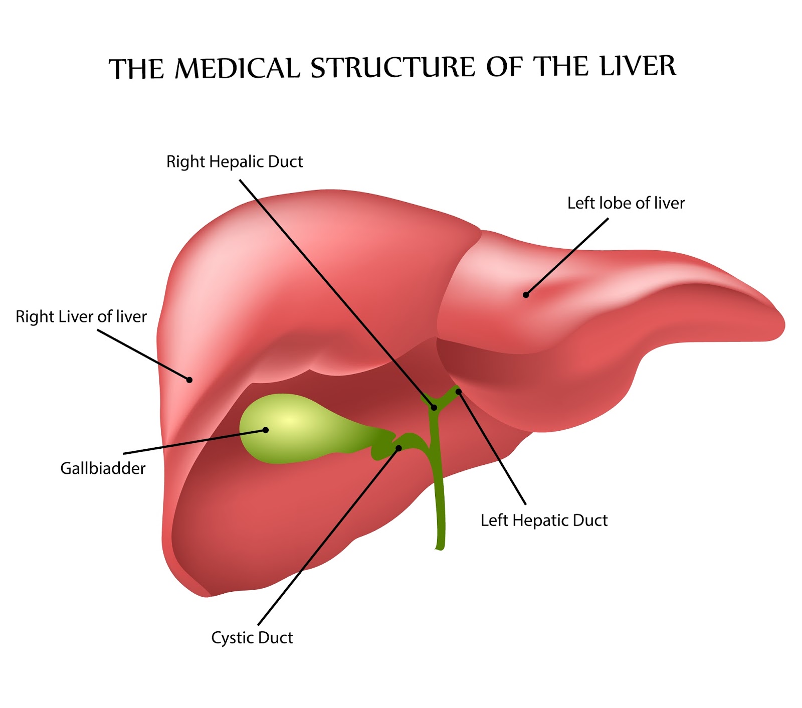 Discover the Main Functions of the Liver