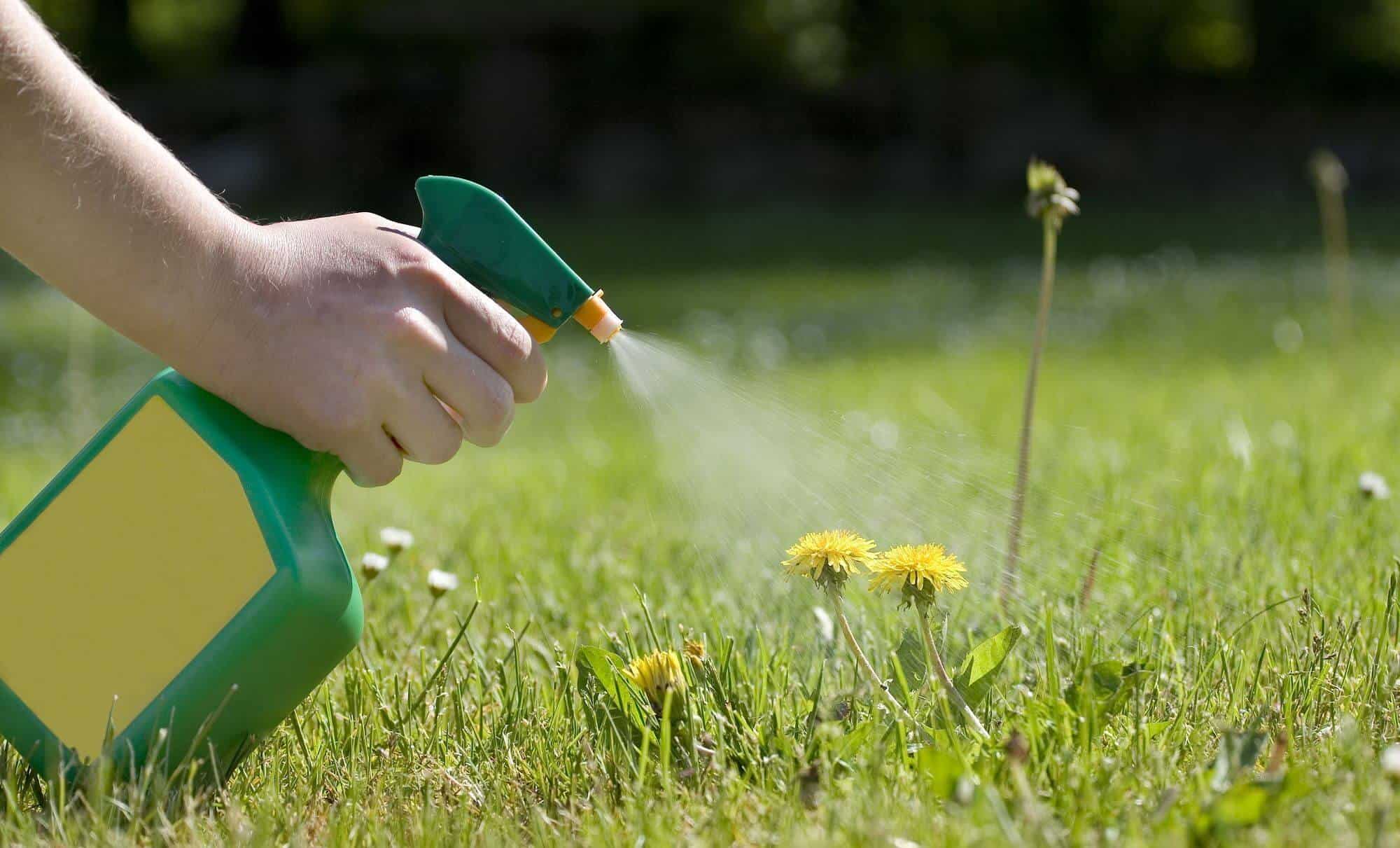 The Ultimate Guide To Killing Weeds Without Harming Your Grass