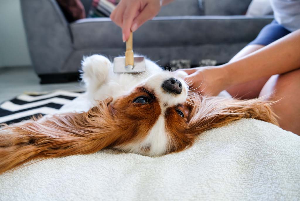 Pet Care in the 21st Century: Exploring Modern Kenneling Solutions