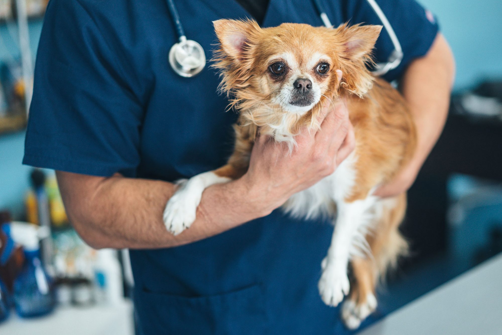 4 Ways to Cover Veterinarian Bills